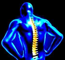 the spinal column